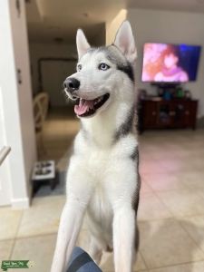Looking to Stud my Pup! Listing Image