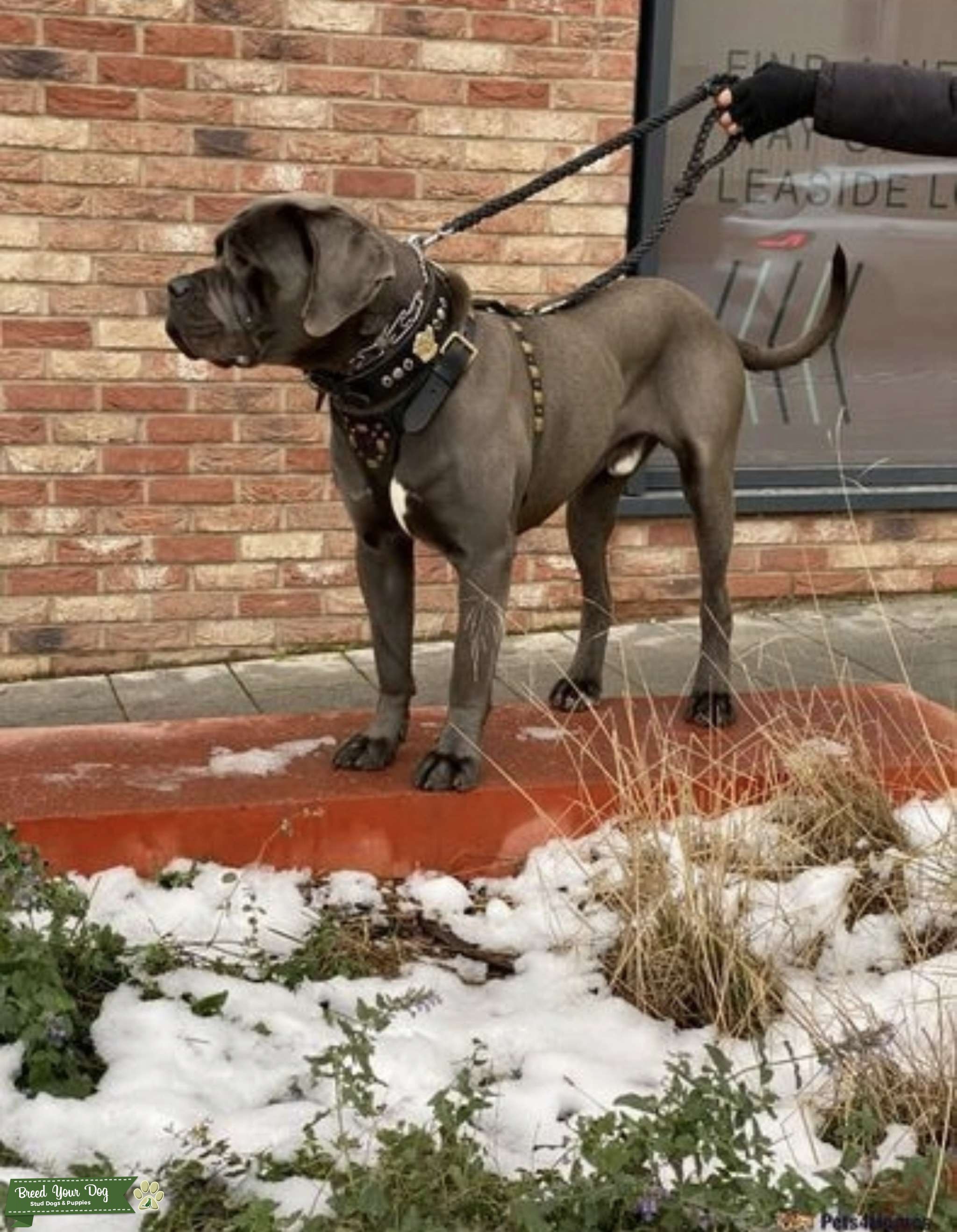Cane Corso Height & Weight: Will It Fit Your Home? - 16u8xr0