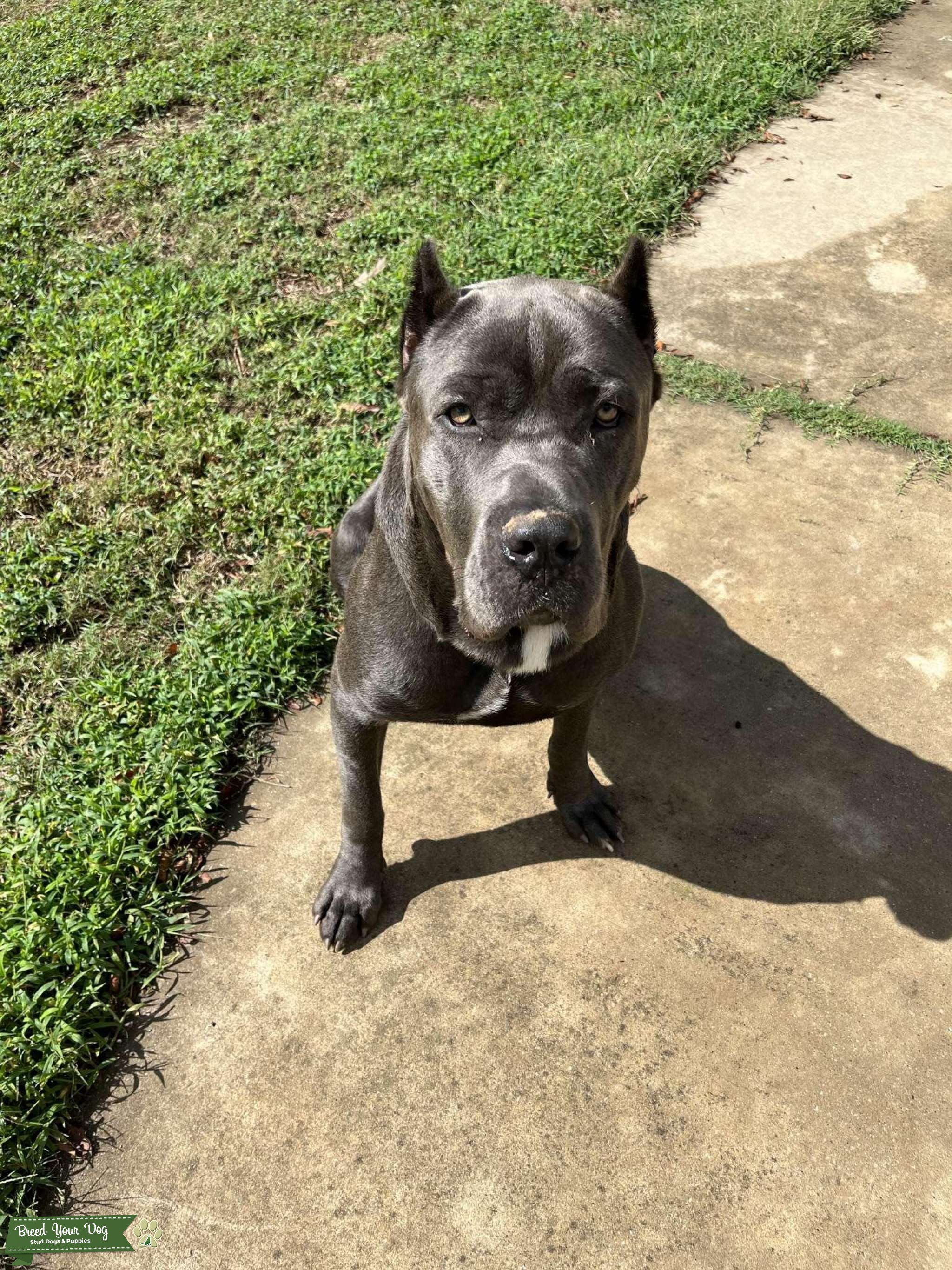 Blue Cane Corso Stud Stud Dog in South, the United States Breed Your Dog