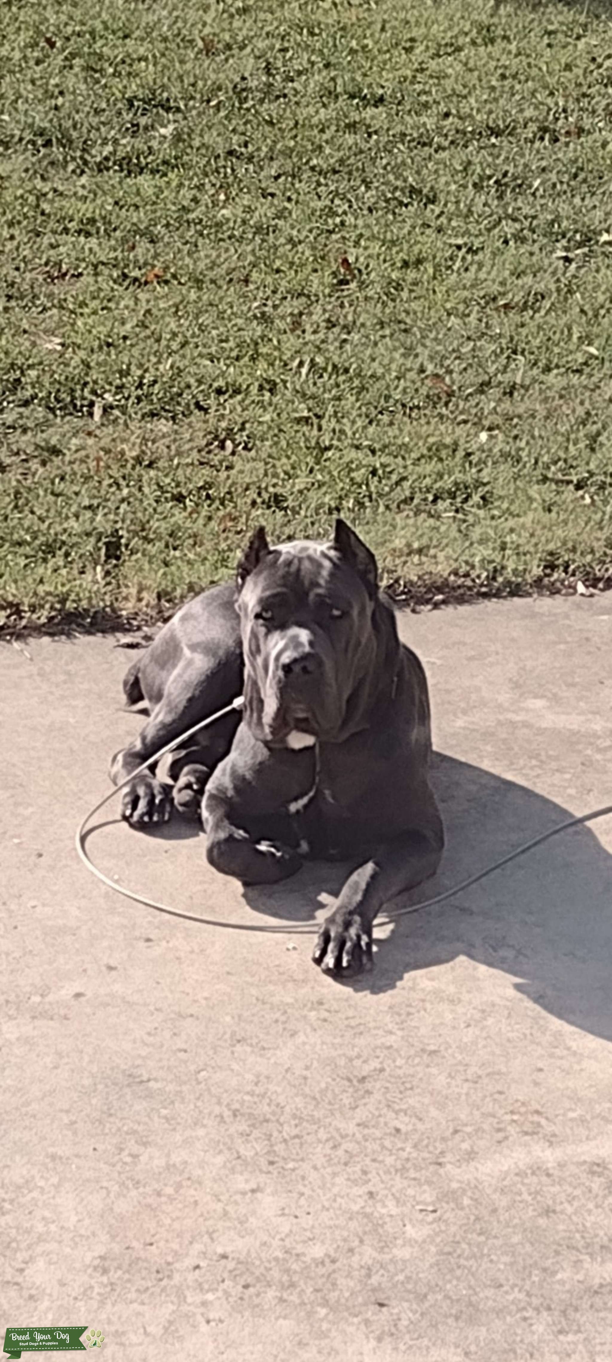 Blue Cane Corso Stud Stud Dog in South, the United States Breed Your Dog