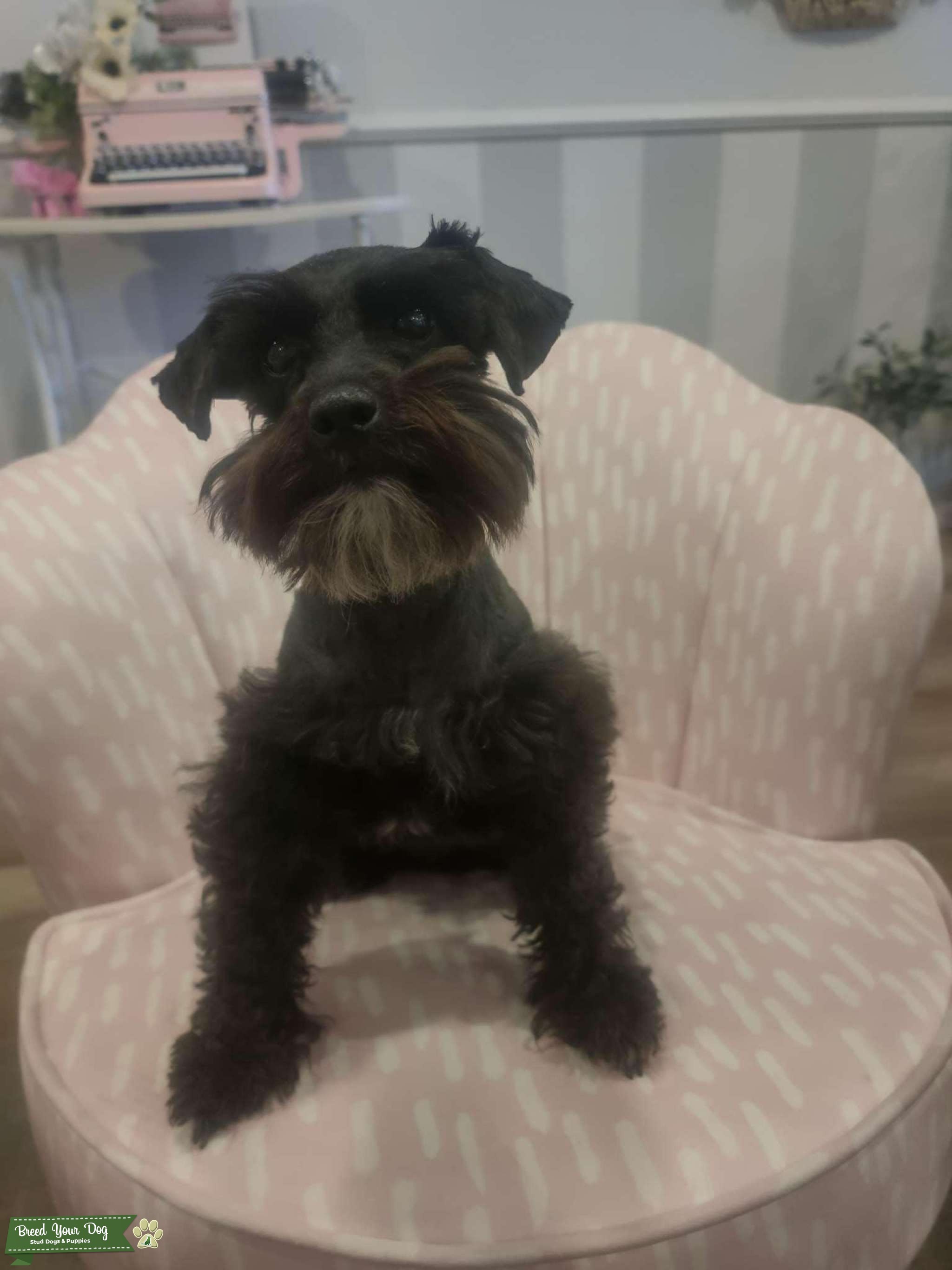 Black Toy Schnauzer looking for a stud Stud Dog in AZ, United States
