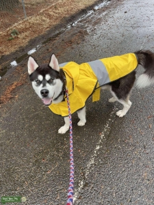 Sweet Husky/malamute Listing Image