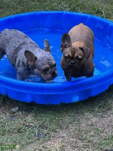 Multiple Colored Frenchie Manchas  Listing Image