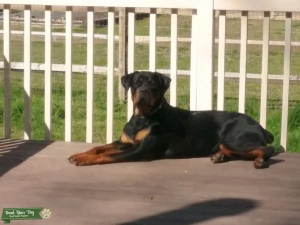 Mahogany Rottweiler  Listing Image