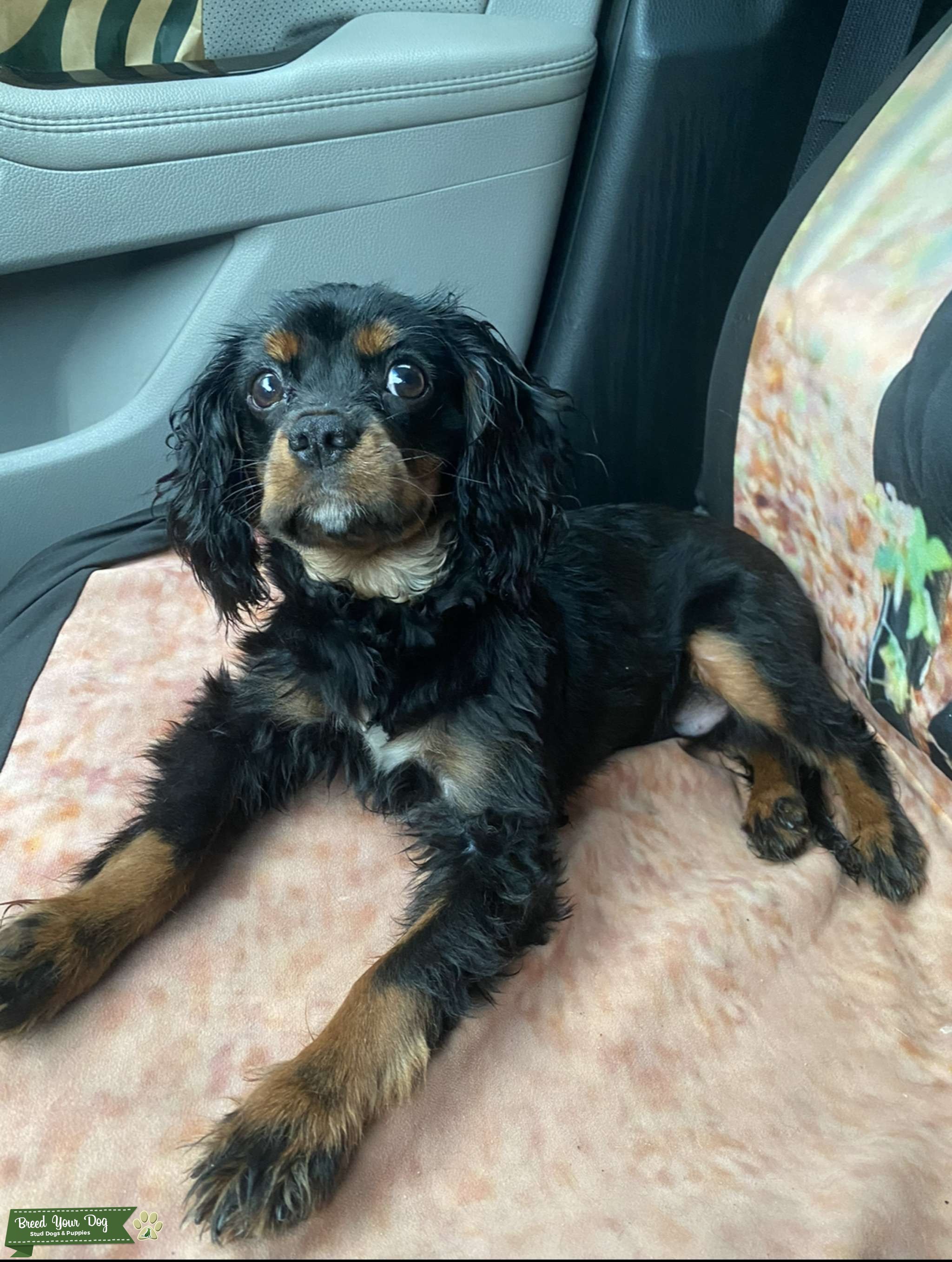 ACA registered Cavalier King Charles for stud Stud Dog in