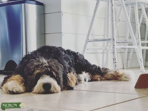 Tri Merle Bernedoodle Looking For Stud! Listing Image