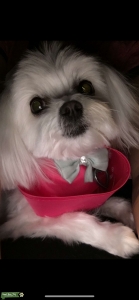 Looking for Stud for my Maltese Listing Image