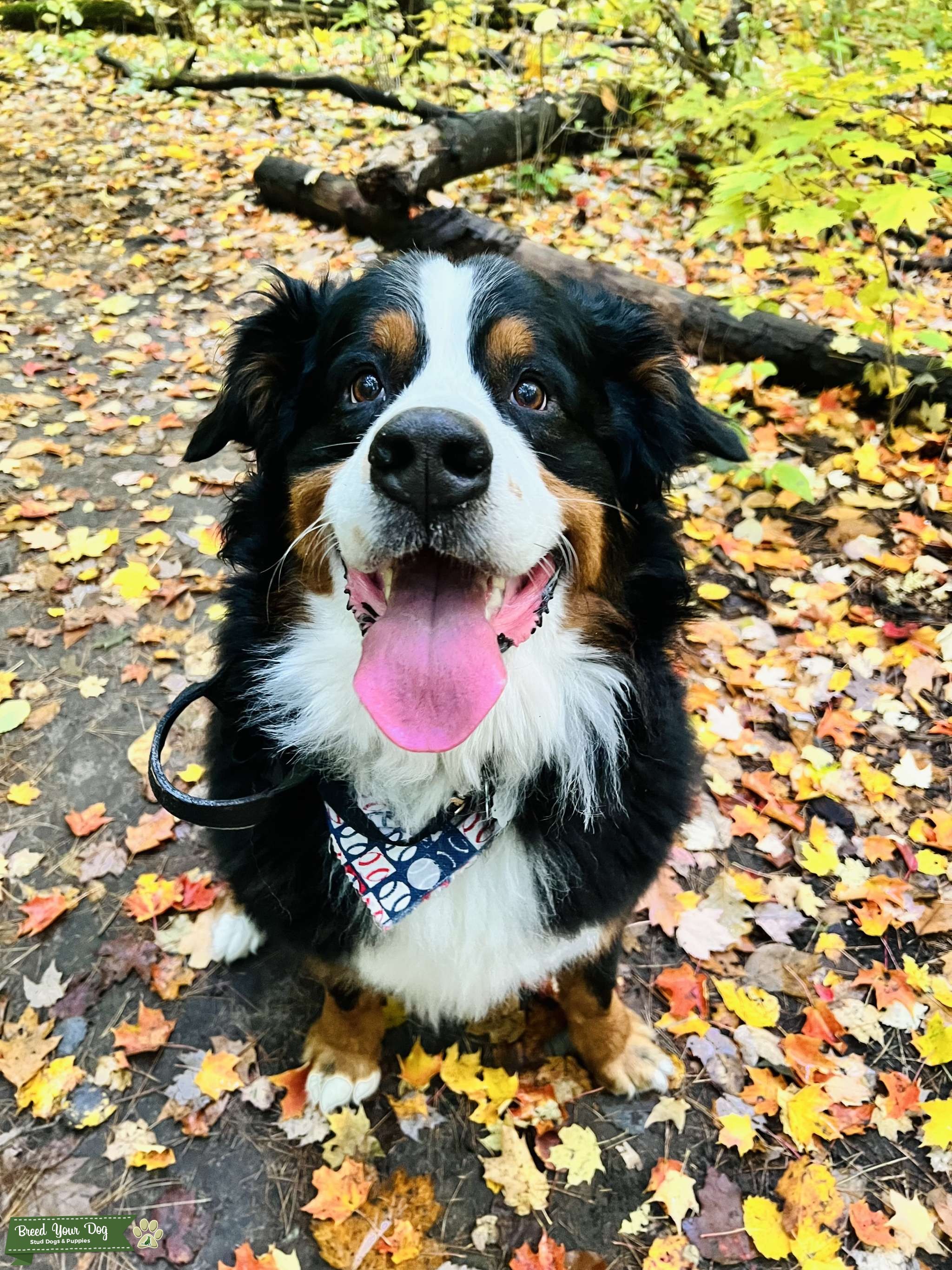 Bernese Mountain dog stud Stud Dog Barrie, Ontario Breed Your Dog