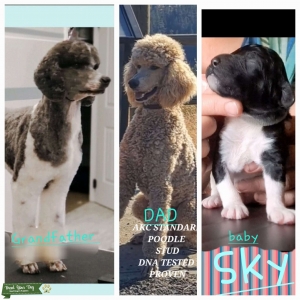 AKC Standard Poodle Stud Listing Image