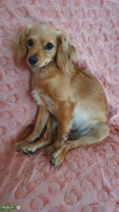 Mini Lady Cockapoo 12 Lbs Seeking Small Stud for True Love Listing Image