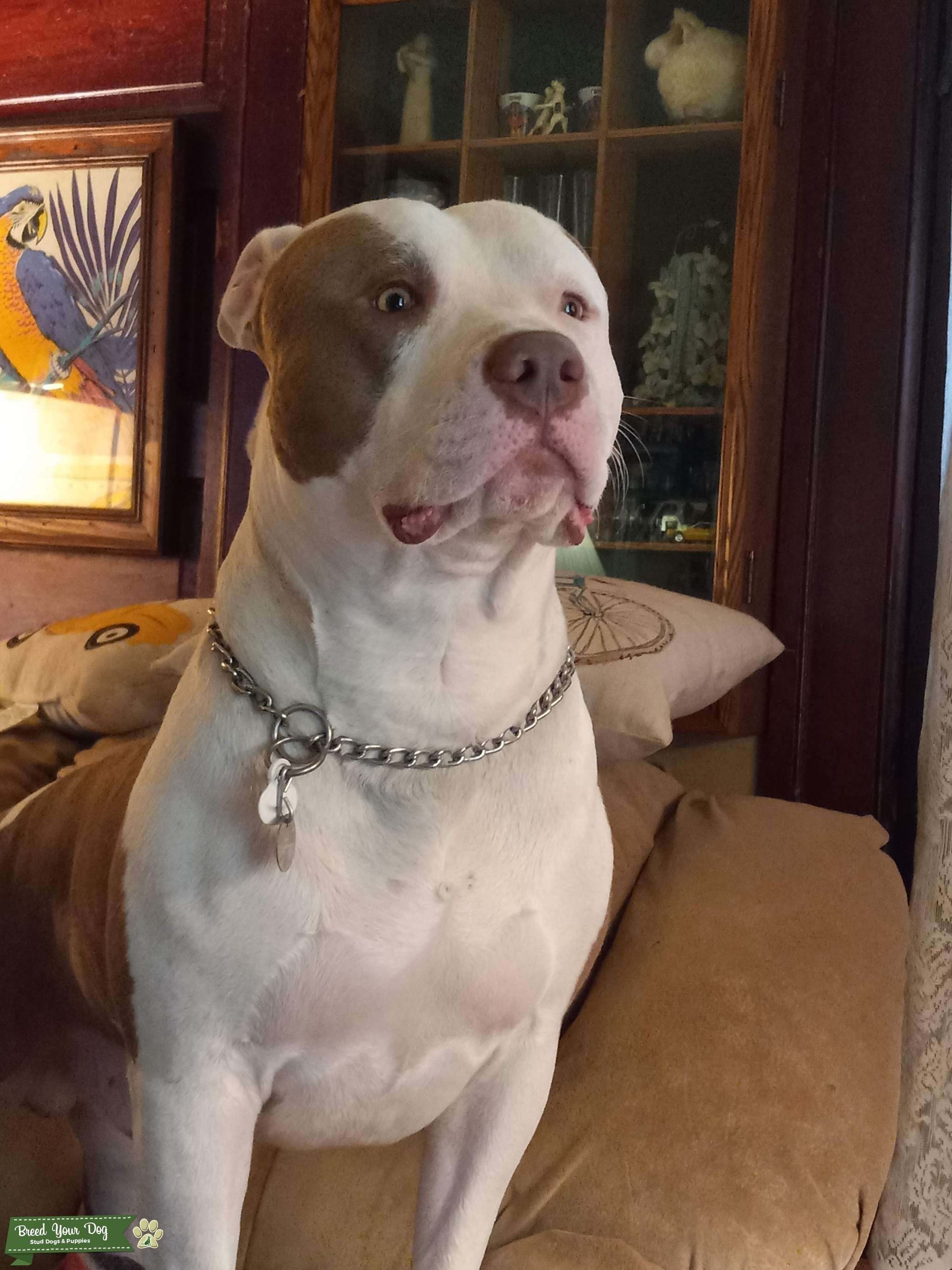 Wanting to stud my dog Stud Dog in Indiana, the United States Breed Your Dog