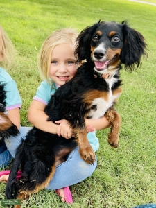 Mini Bernadoodle and Cavapoo mix Listing Image