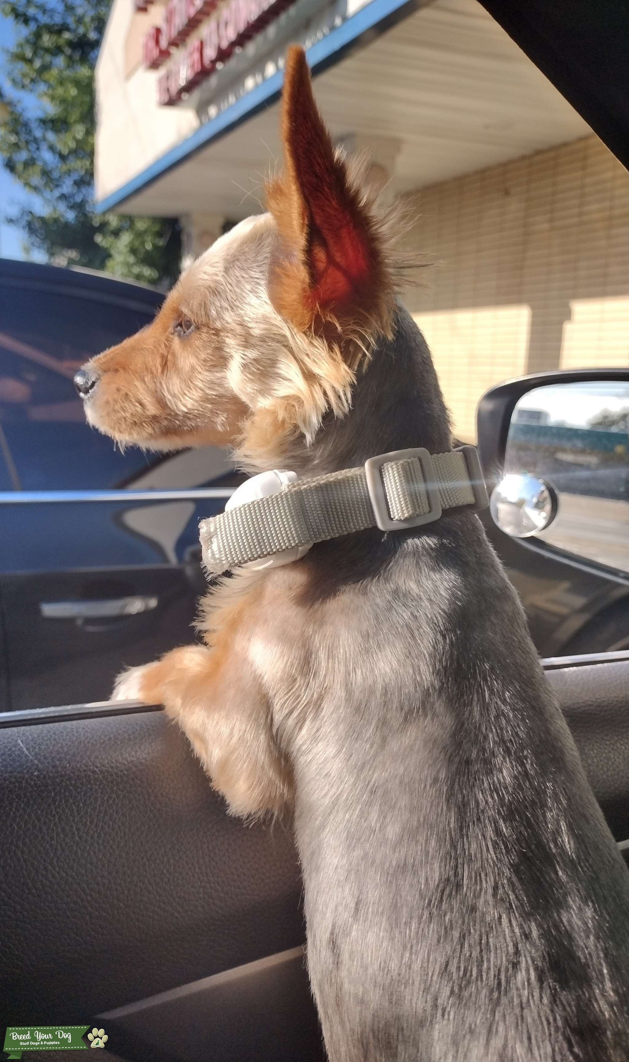 Ready to mate Stud Dog in Ohio, the United States Breed Your Dog