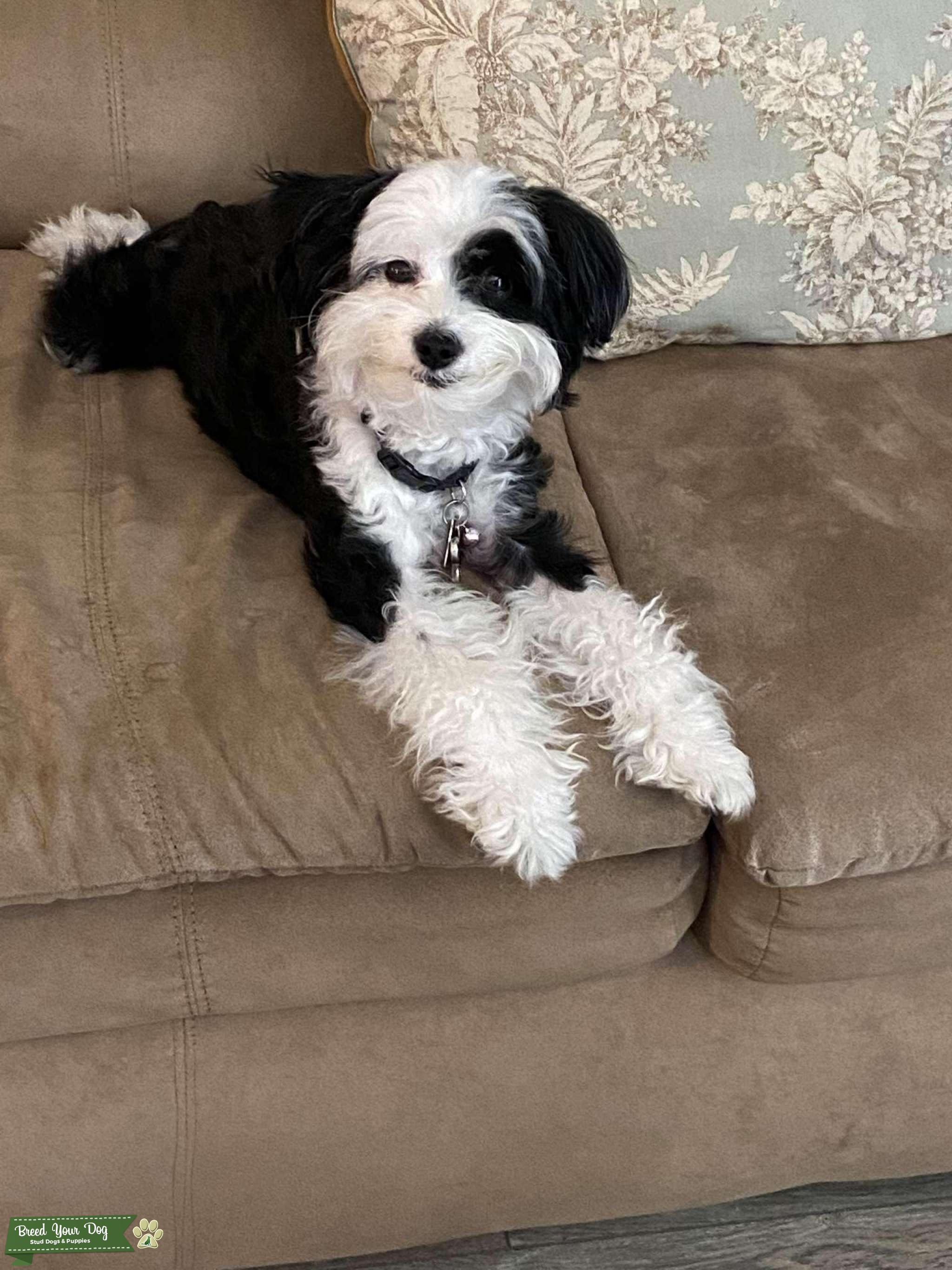 Powder Puff Bitch Stud Dog SW FL Breed Your Dog