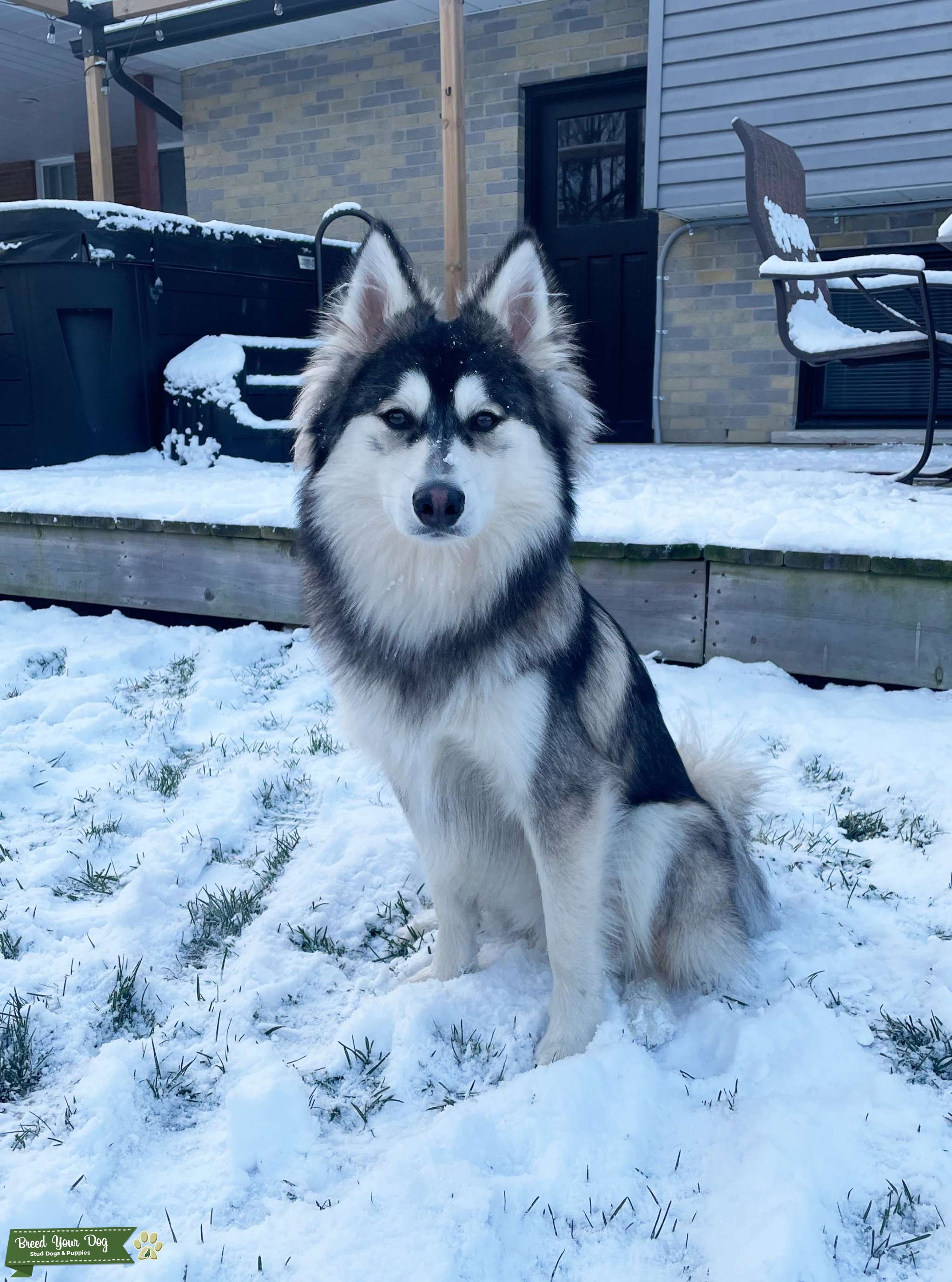 Scout Pomsky/ Mini Husky Stud Stud Dog in Niagara, United States