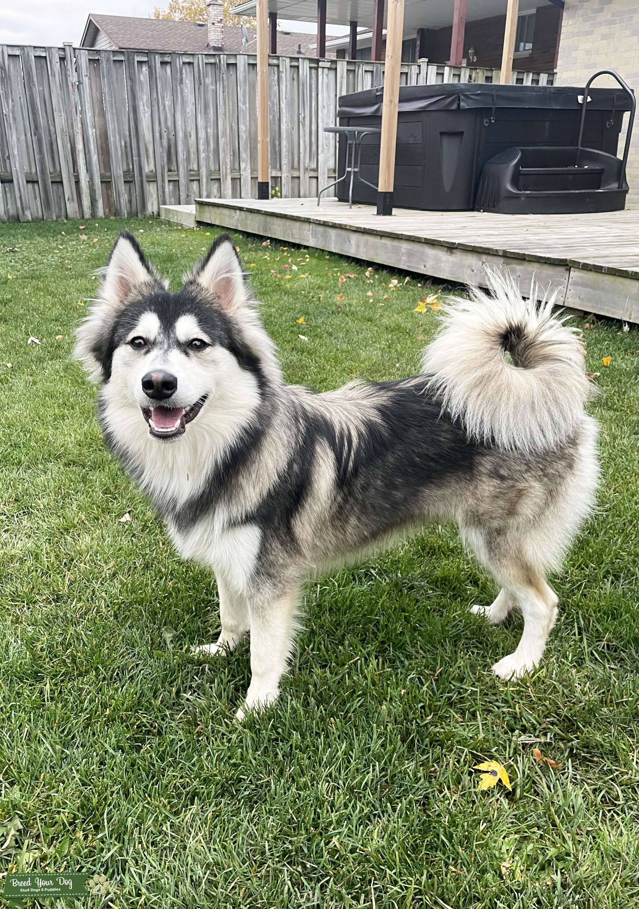 Scout Pomsky/ Mini Husky Stud Stud Dog in Niagara, United States