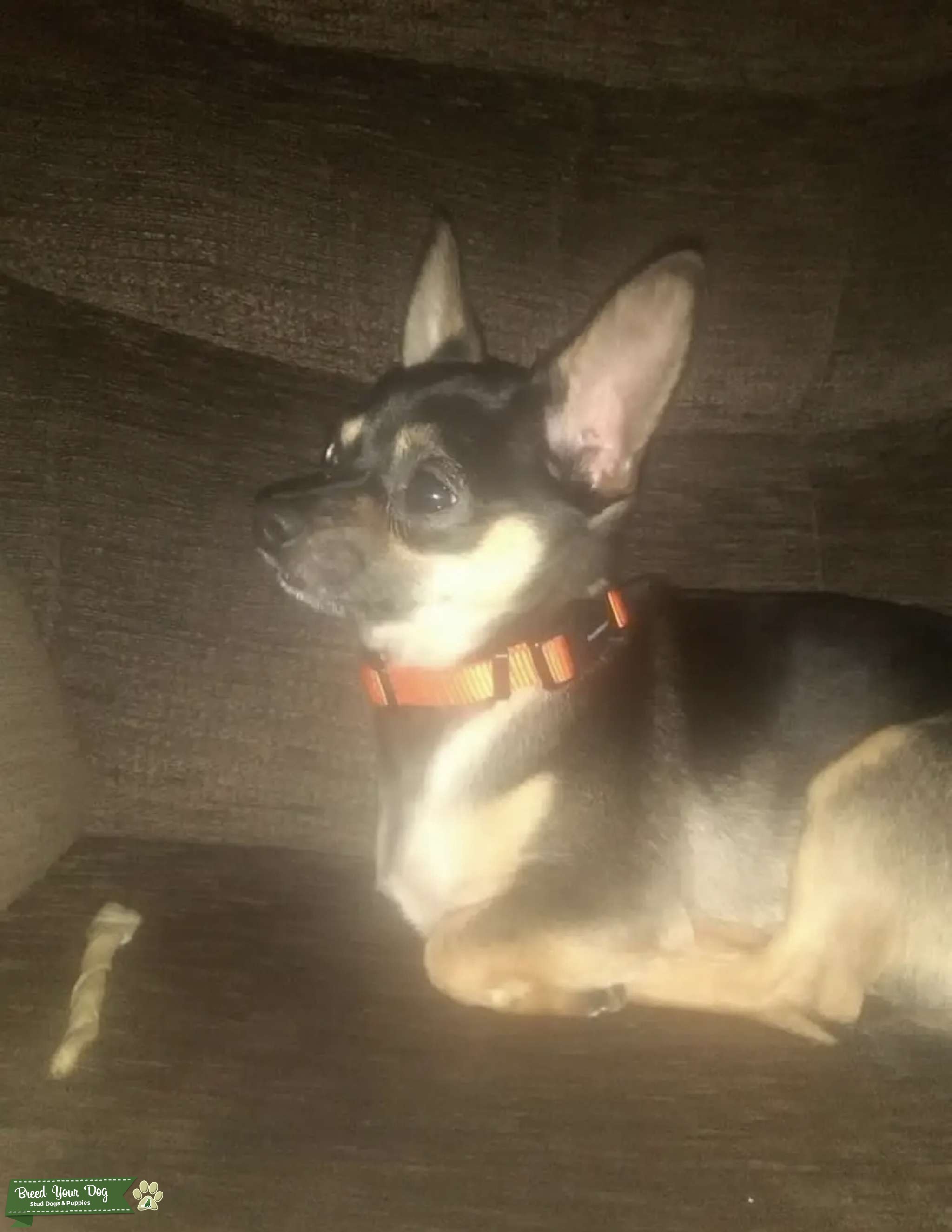 Stud Chihuahua Black and Tan Stud Dog in Plymouth Devon , the Isle of