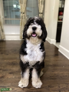 We have Bernedoodle male : Looking for female standard poodle or Bernese mountain dog  Listing Image