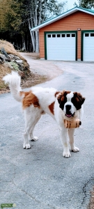 Sire for hire Stud Saint Bernard Listing Image