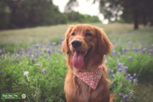 Red petite golden Listing Image