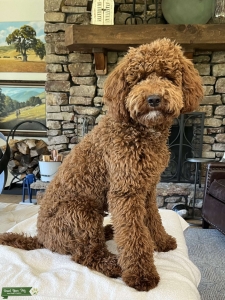 Red Moyen Poodle Stud Listing Image