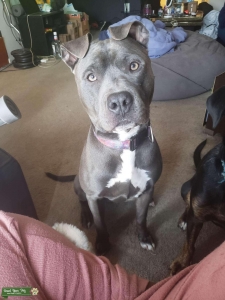 American Pitbull Terrier Listing Image