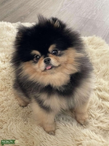 Teddy Bear Pomeranian Stud Listing Image