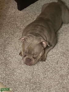 Exotic/Pocket Bully Listing Image