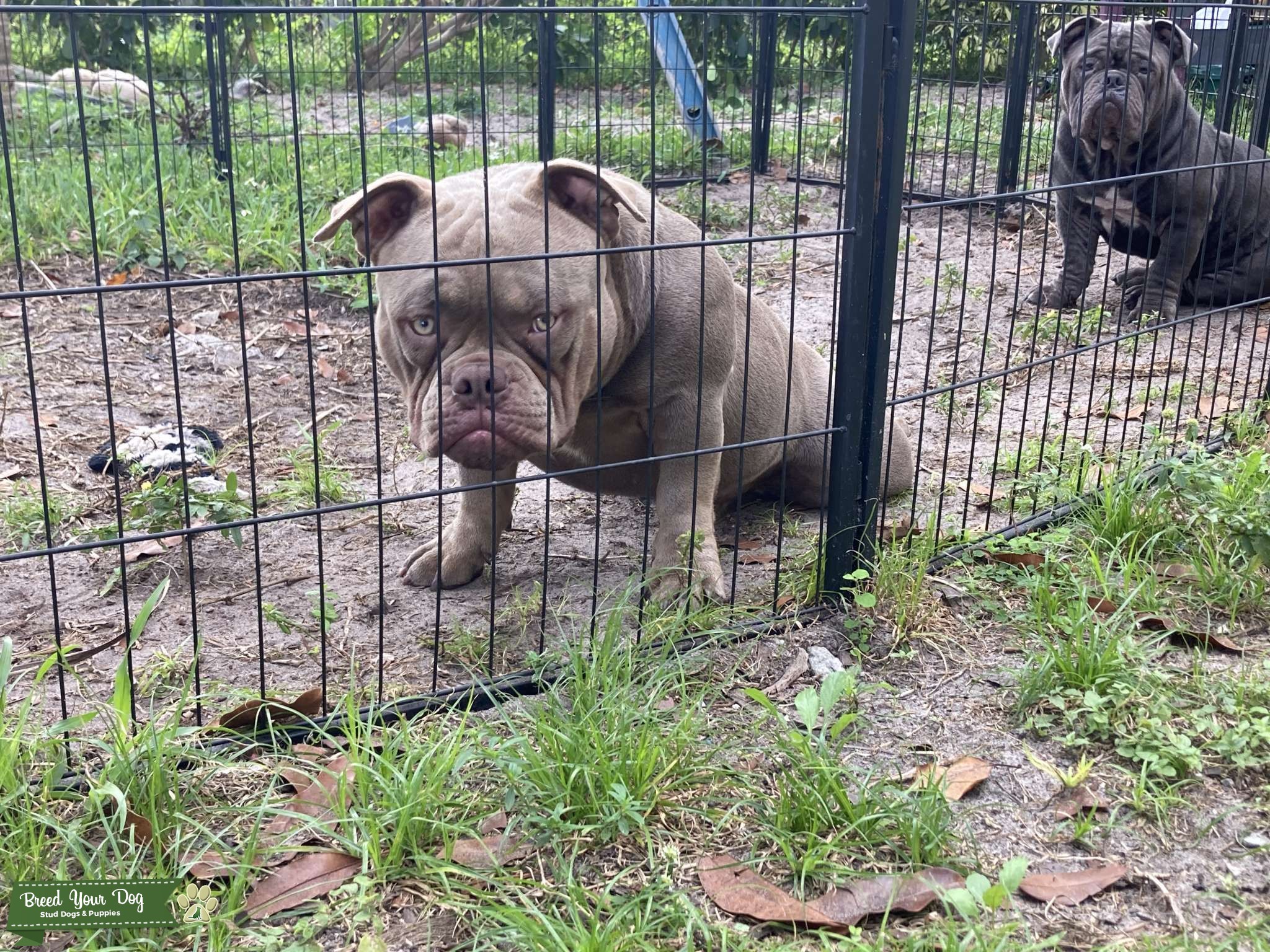 Exotic/Pocket Bully Stud Dog in Florida, the United States Breed Your Dog