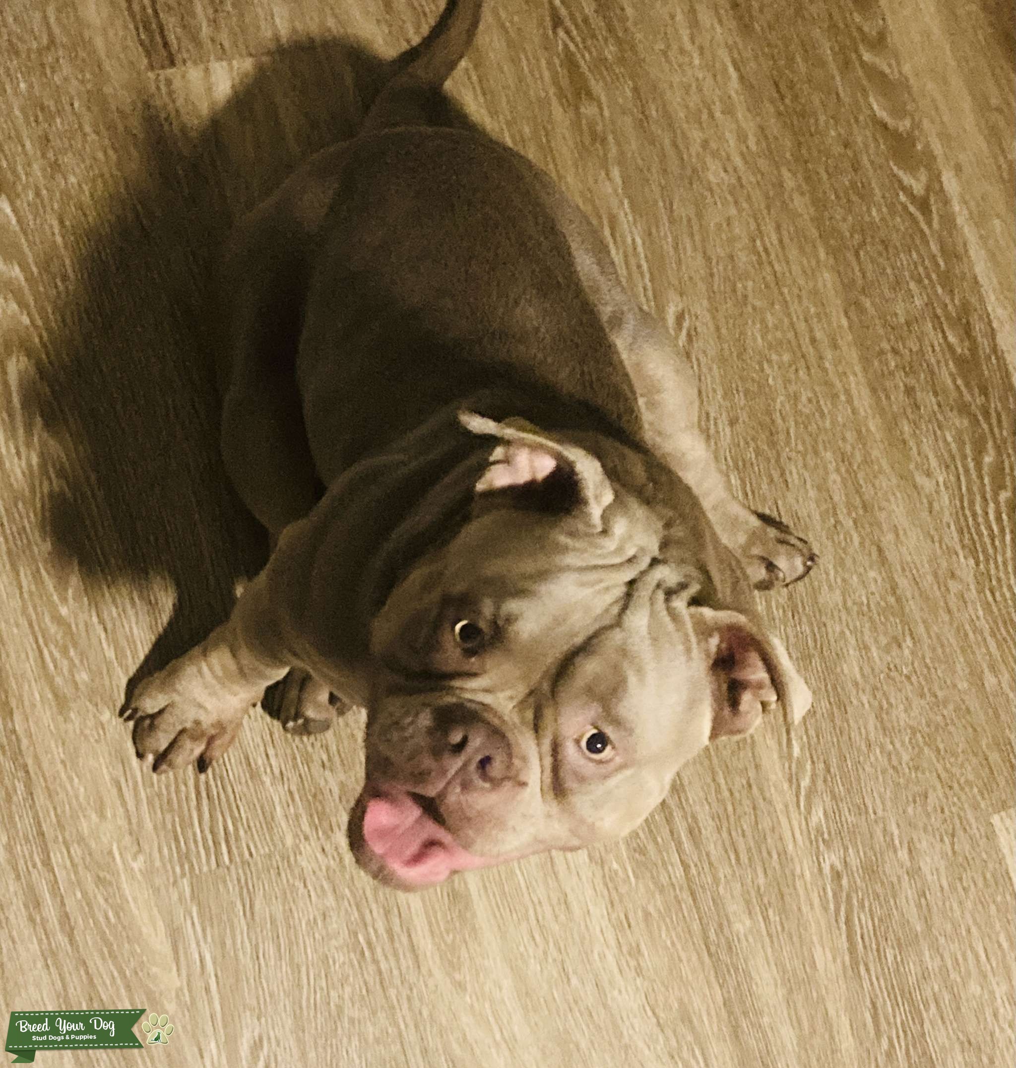 Exotic/Pocket Bully Stud Dog Florida Breed Your Dog