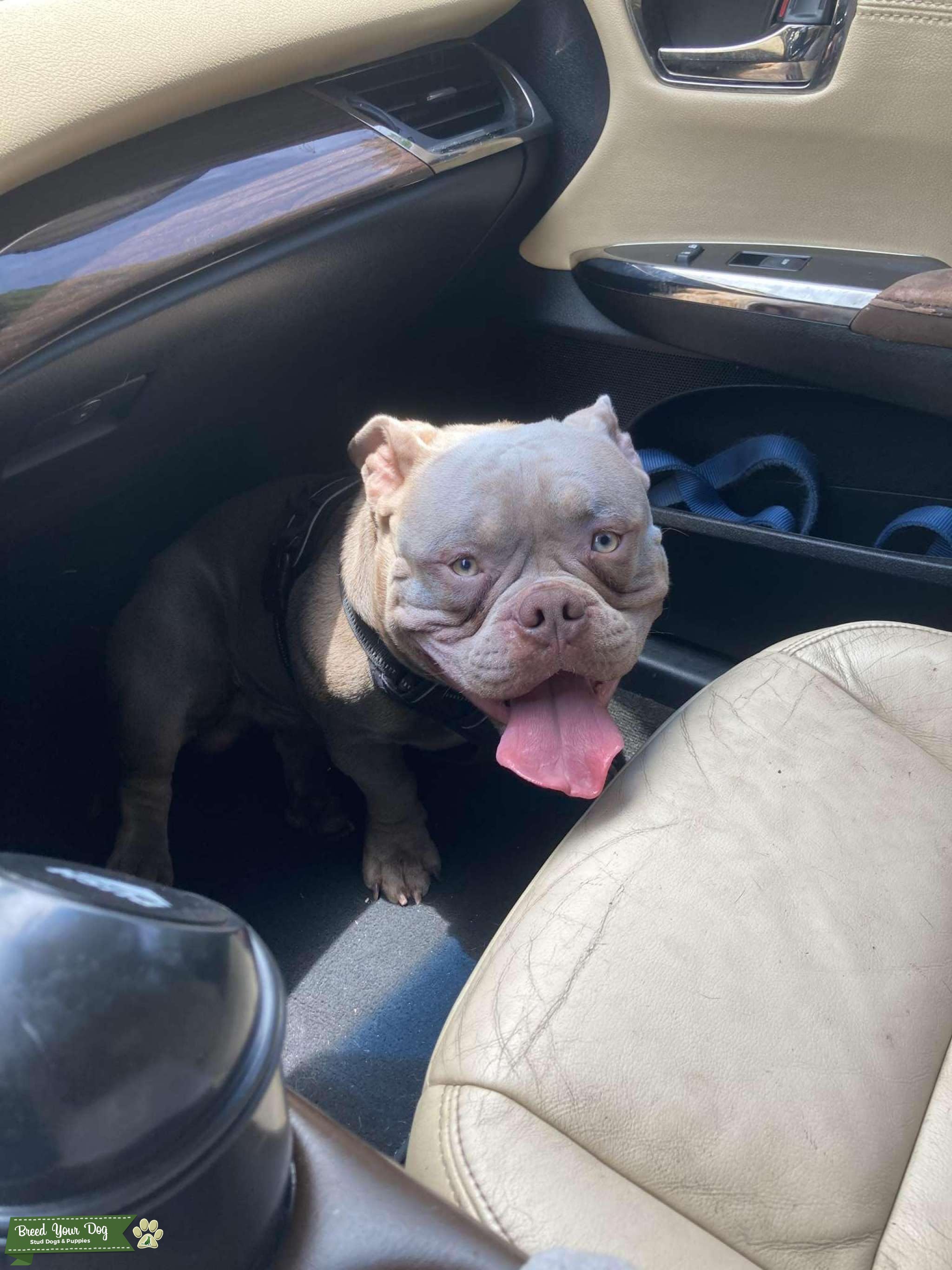 Exotic/Pocket Bully Stud Dog in Florida, the United States Breed Your Dog