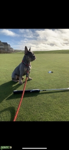 Amazing Lilac and Tan Frenchie  Listing Image