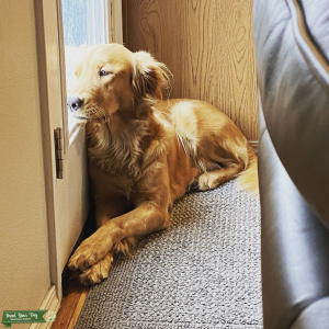 Gorgeous golden wants a litter! Listing Image