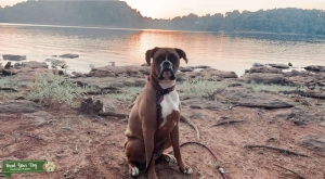 Layla Listing Image
