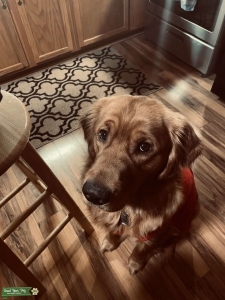 Golden Retriever  Listing Image