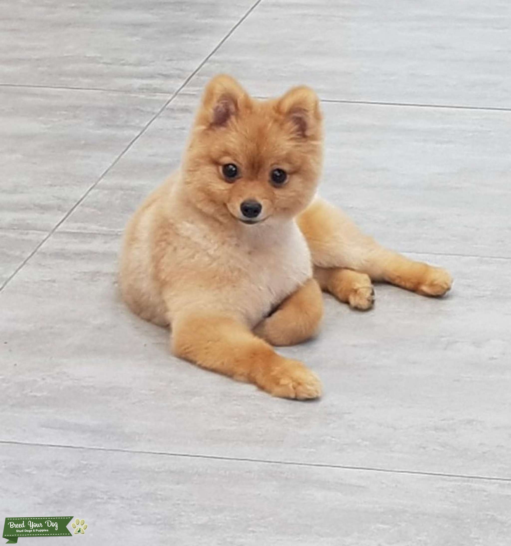 Pomeranian Certified Pedigree Stud Dog in Los Angeles, Mexico Breed
