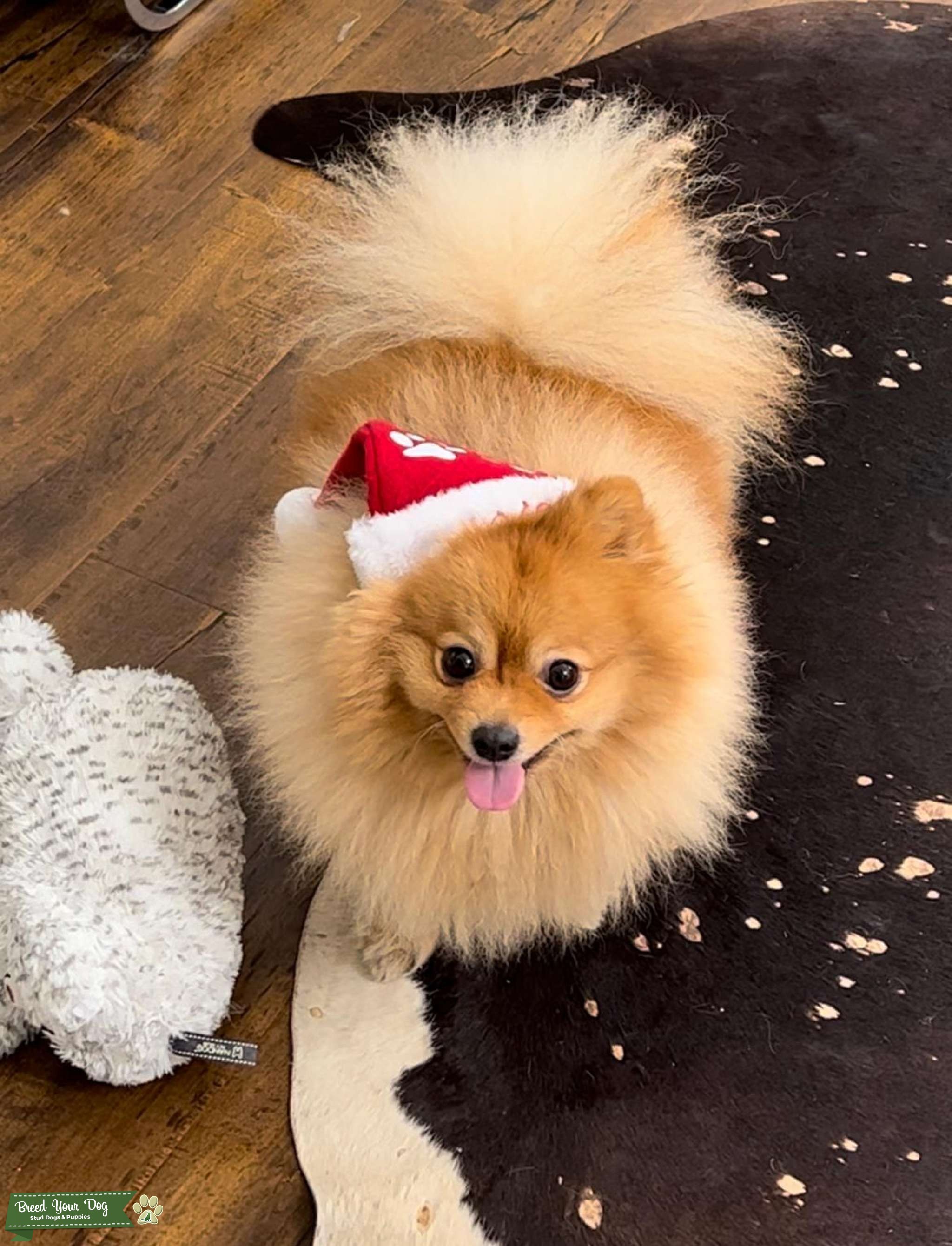 Pomeranian Certified Pedigree Stud Dog in Los Angeles, Mexico Breed