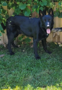 German Shepherd Listing Image