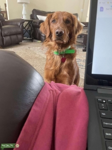 AKC Golden Retriever Male Listing Image