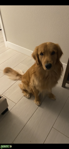 Golden Retriever Listing Image