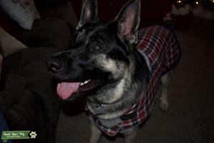 German Shepard stud Listing Image