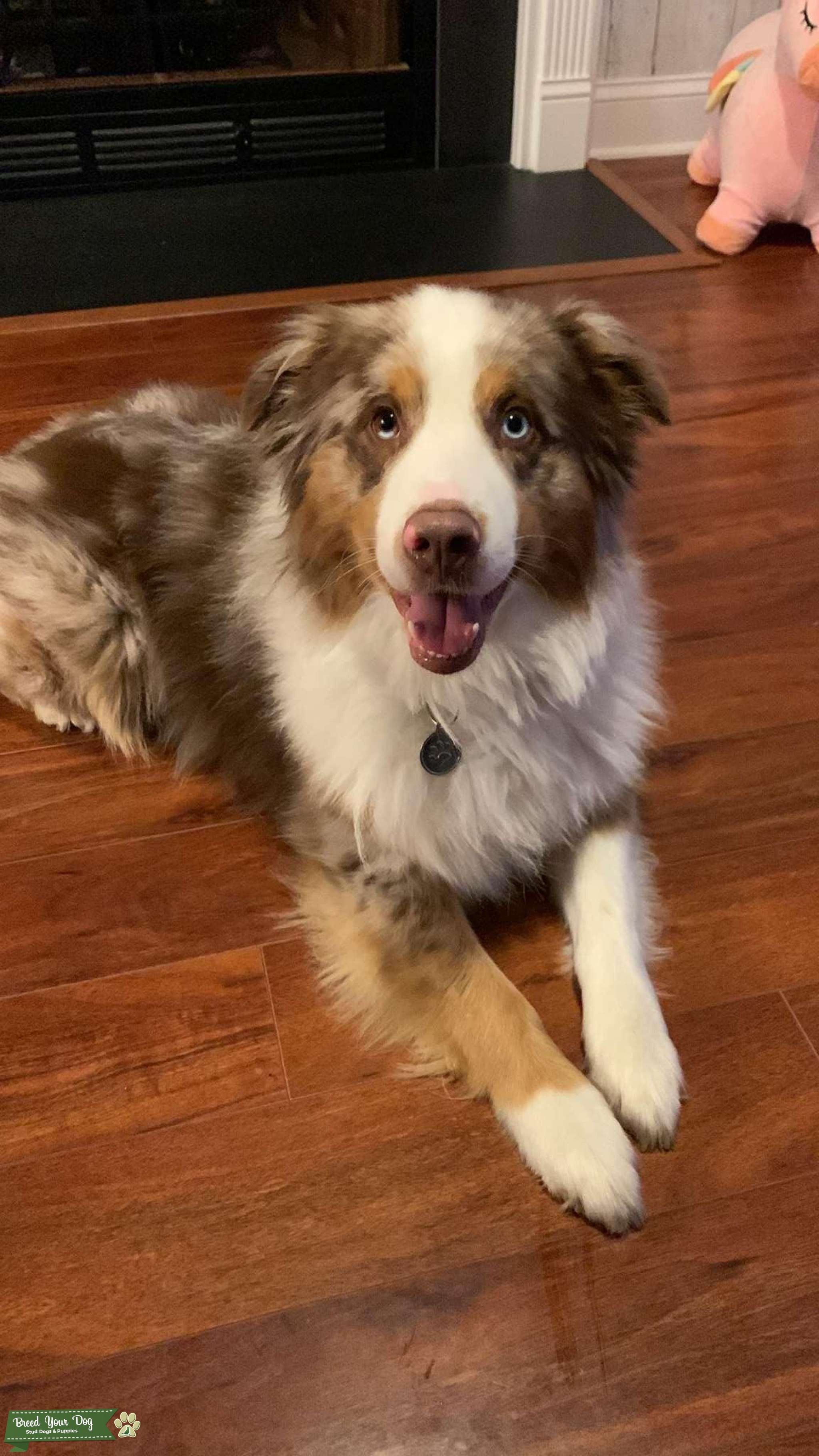 Red merle Australian shepherd Stud Stud Dog North Carolina Breed