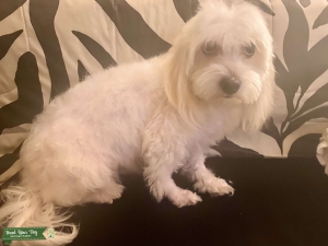Looking for poodle or maltese stud  Listing Image