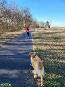 Stud Golden retriever looking for a girlfriend  Listing Image