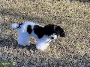 AKC Toy poodle stud! Genetic tested Listing Image