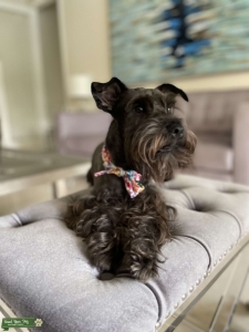 Miniature Schnauzer Black  Listing Image