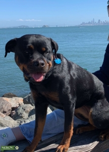 Rottie female ready to bread Listing Image