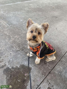 Looking to Breed Listing Image