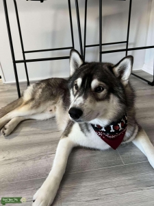 Pure bread Siberian husky Listing Image