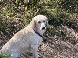 English Cream Golden Retriever Stud Listing Image